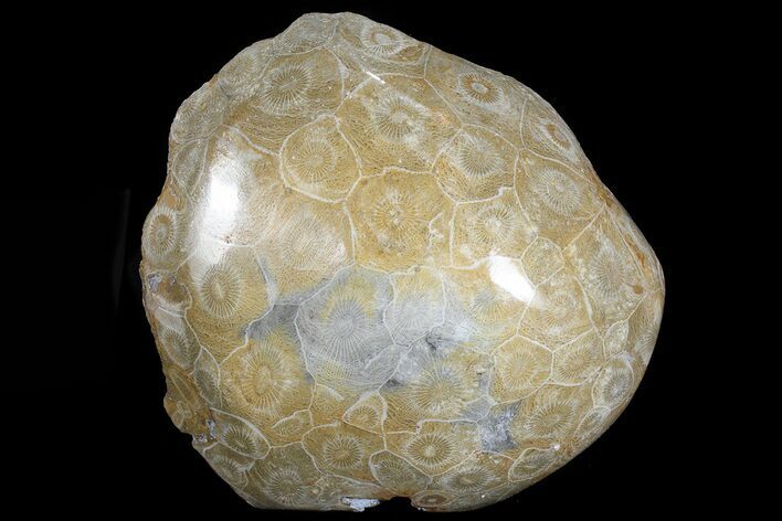 Polished Fossil Coral (Actinocyathus) Head - Morocco #72328